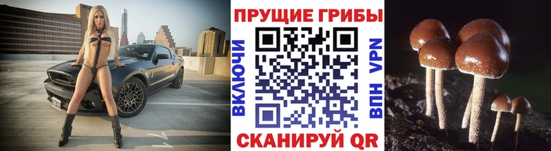 мега ссылки  мориарти Telegram  Галлюциногенные грибы мицелий  Петропавловск-Камчатский 